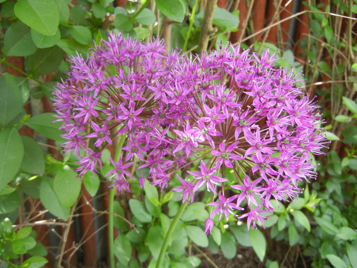 Allium Purple Sensation (2014, May 09) - Allium aflatunense Purple