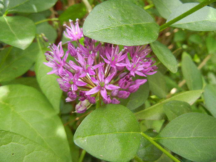 Allium Purple Sensation (2014, May 09) - Allium aflatunense Purple