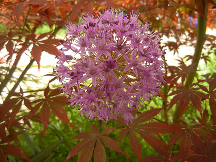 Allium Purple Sensation (2014, May 09) - Allium aflatunense Purple