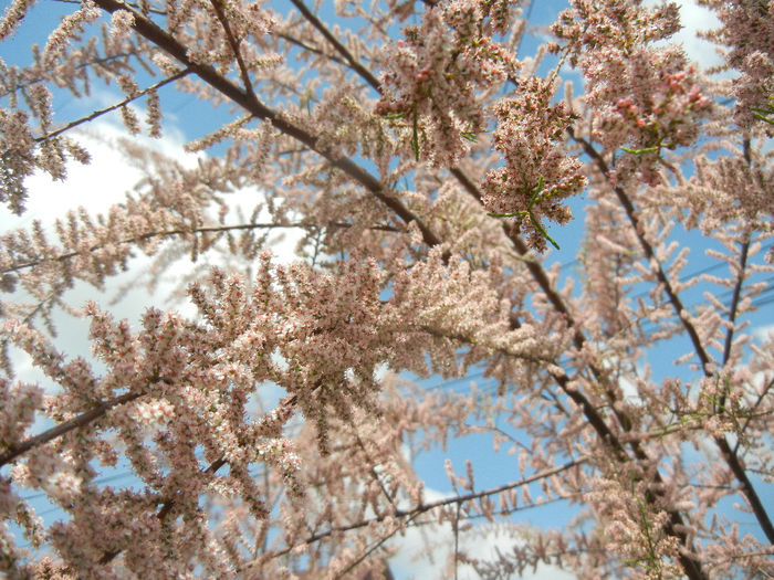 Tamarix tetranda (2014, May 02)