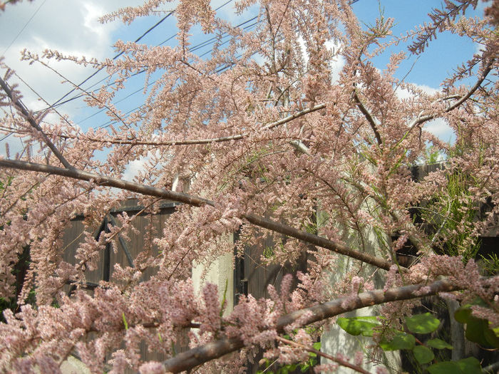 Tamarix tetranda (2014, May 02)