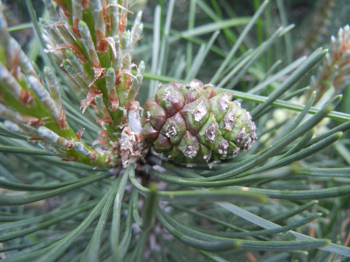 Pinus mugo Laurin (2014, April 30) - Pinus mugo Laurin