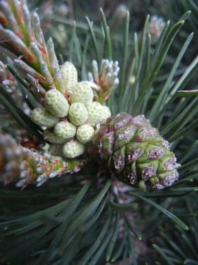 Pinus mugo Laurin (2014, April 30) - Pinus mugo Laurin