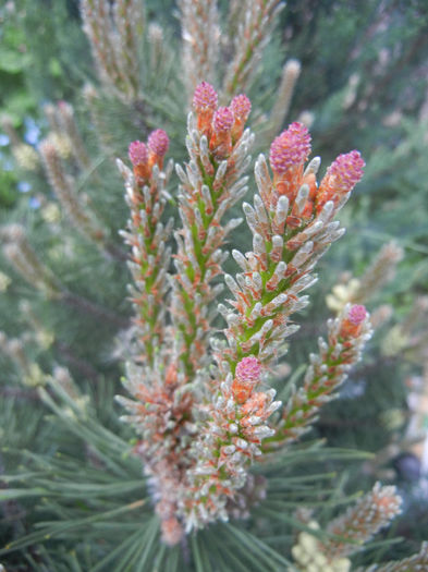 Pinus mugo Laurin (2014, April 30) - Pinus mugo Laurin