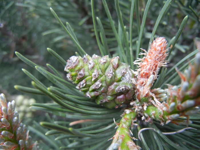 Pinus mugo Laurin (2014, April 30) - Pinus mugo Laurin