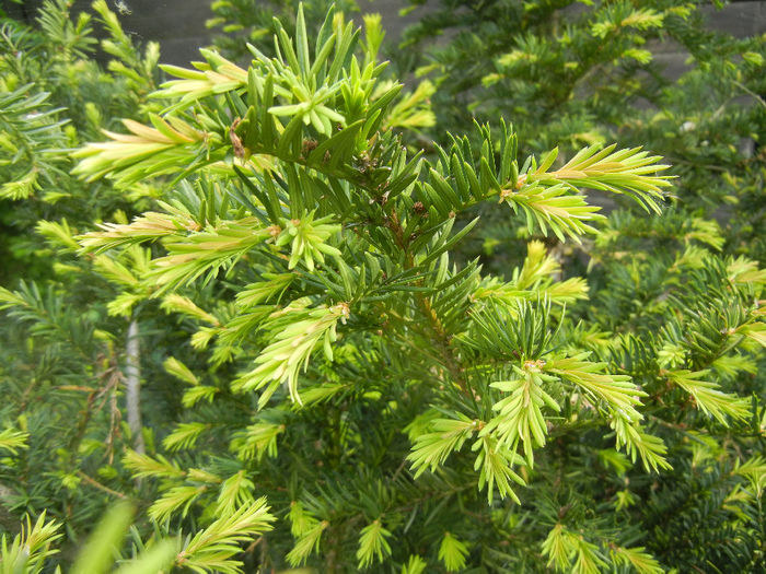 Taxus baccata (2014, May 02) - Taxus baccata_European Yew