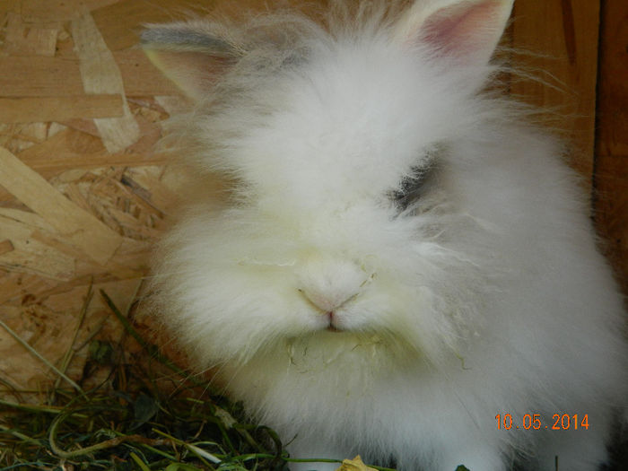 Picture 103 - iepuri angora