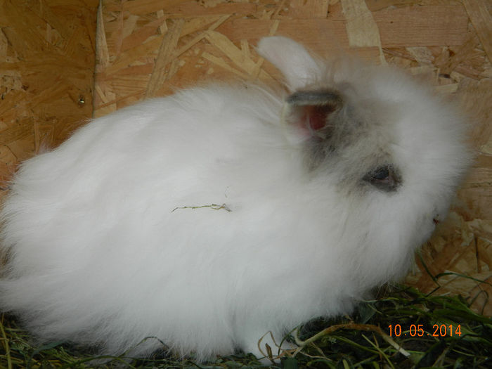 Picture 101 - iepuri angora