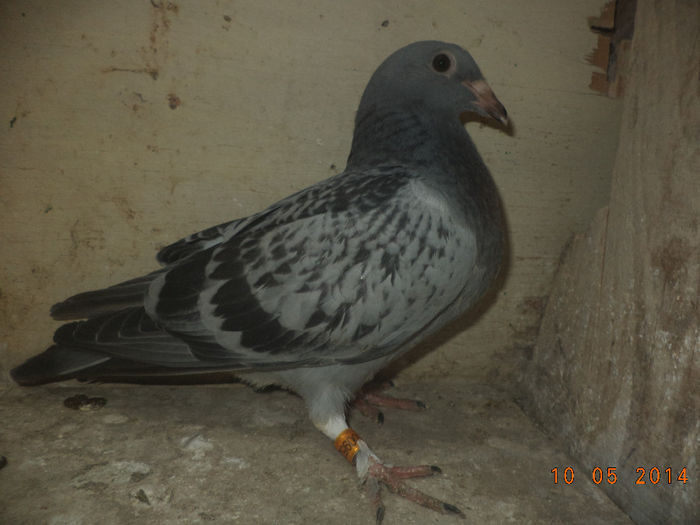 pui pintenat  nepot picolina(burc ionut) vandut
