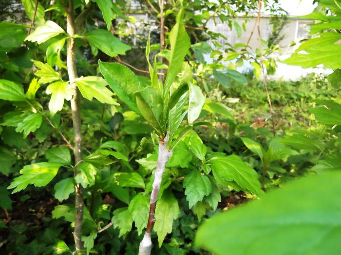 piersic amalia pe corcodus; sa aiba si copiii ce sa savureze la bloc. urmeaza tot la bloc sa fac un prun, si un cais.
