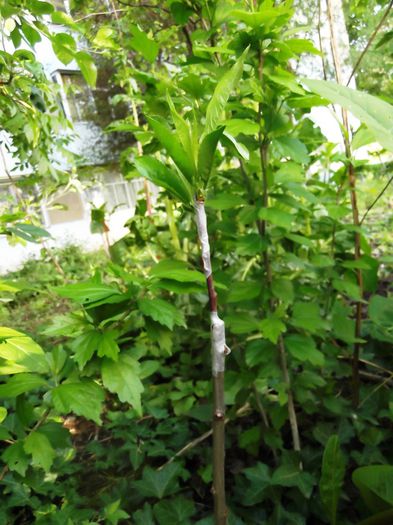 piersic amalia pe corcodus; sa aiba si copiii ce sa savureze la bloc. urmeaza tot la bloc sa fac un prun, si un cais.
