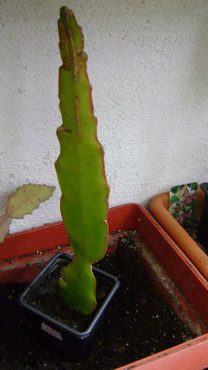 galben 8 - 0 VANZARE EPYPHILLUM