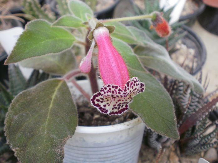 `Heartland`s Blackberry Butterfly`