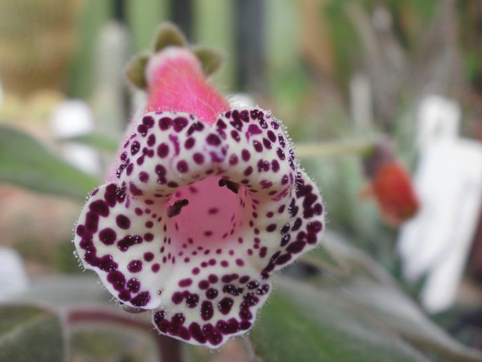 `Heartland`s Blackberry Butterfly`