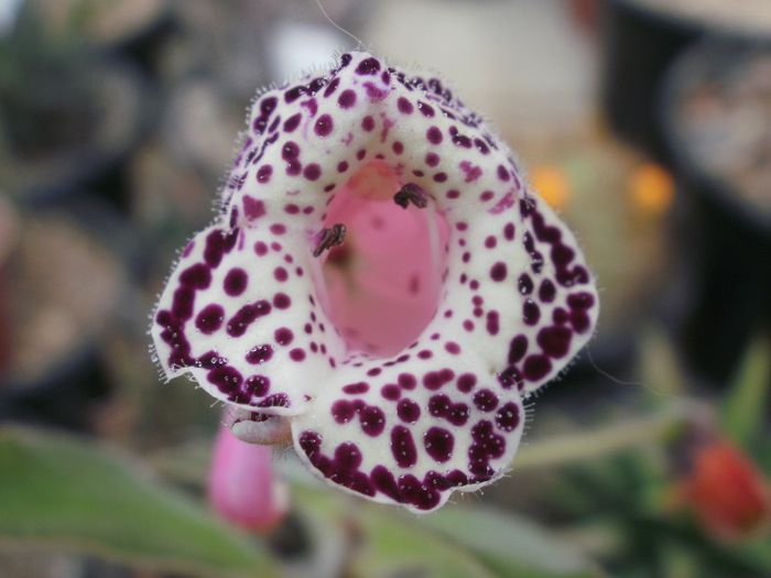 `Heartland`s Blackberry Butterfly`