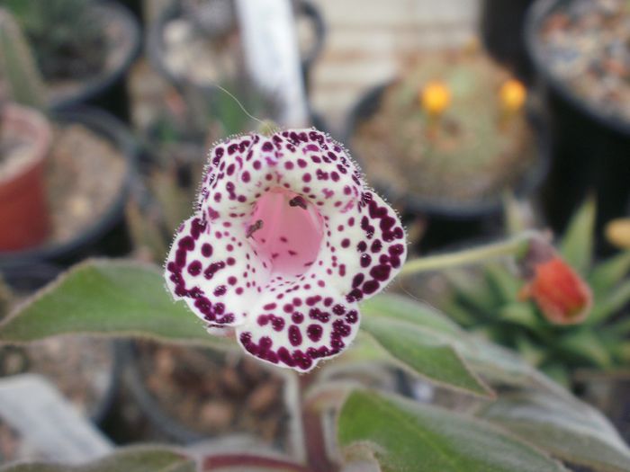 `Heartland`s Blackberry Butterfly`