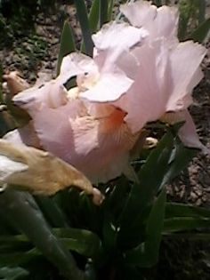 roz pal nr7 - irisi