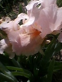 roz pal - irisi