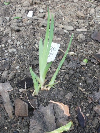 Noutati plantate in a doua jumatate a lui martie 2014 - Iris pumila