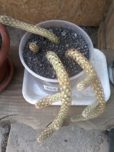 20140408_174148 - cactusi