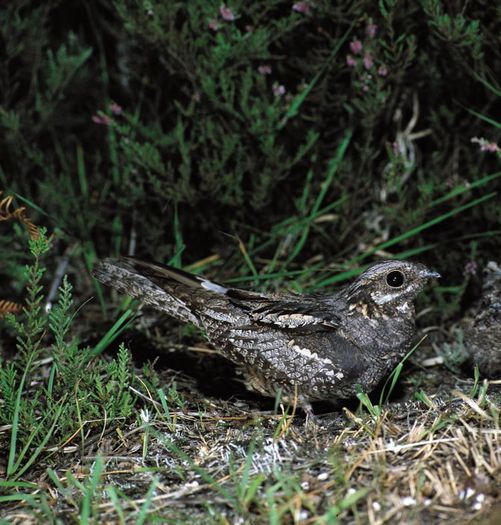 Caprimulg; (Caprimulgus europaeus)aprimulgul este caracteristic zonelor deschise, aride, reprezentate de raristi ale padurilor de conifere sau de amestec si in pasuni.Se hraneste cu insecte ce zboara la crepuscu
