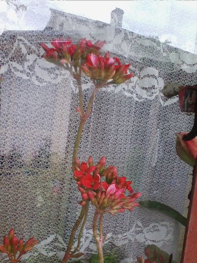 kalanchoe