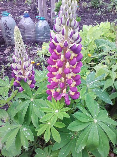 lupin