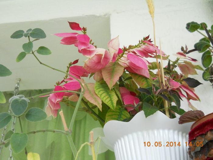 steaua craciunului - MAI 2014