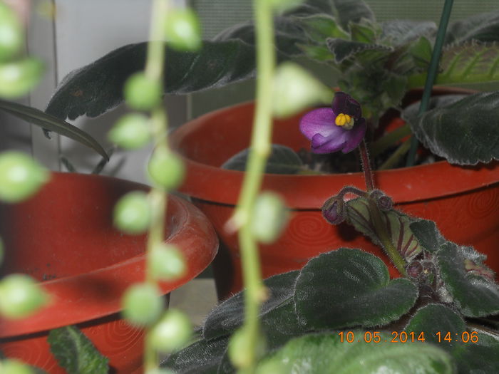 o mica viuleta - MAI 2014