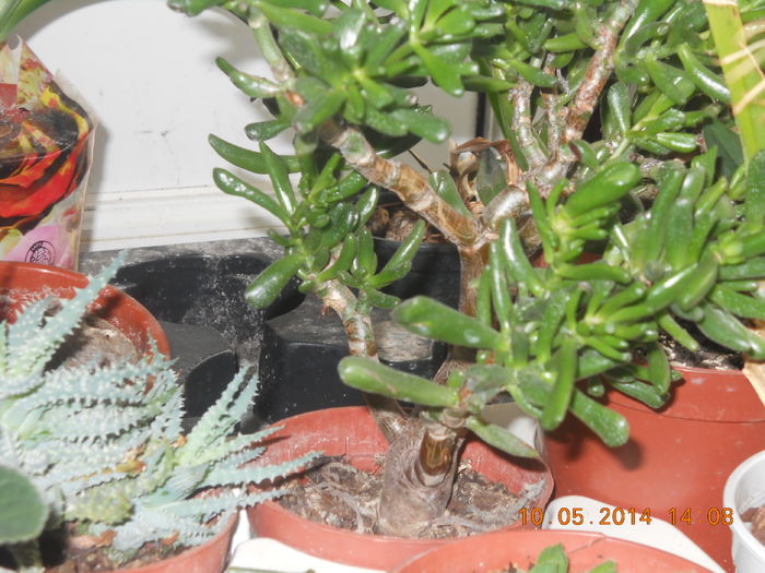 suculenta - MAI 2014