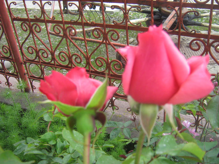 trandafiri 006 - Trandafiri in gradina mea