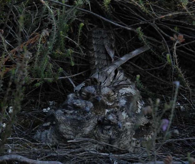 Caprimulg; (Caprimulgus europaeus)Mama cu cei 2 pui
