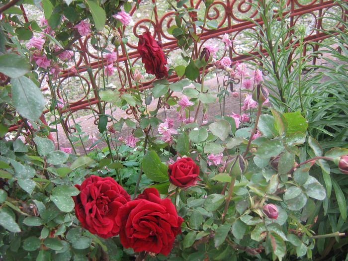 trandafiri 012 - Trandafiri in gradina mea