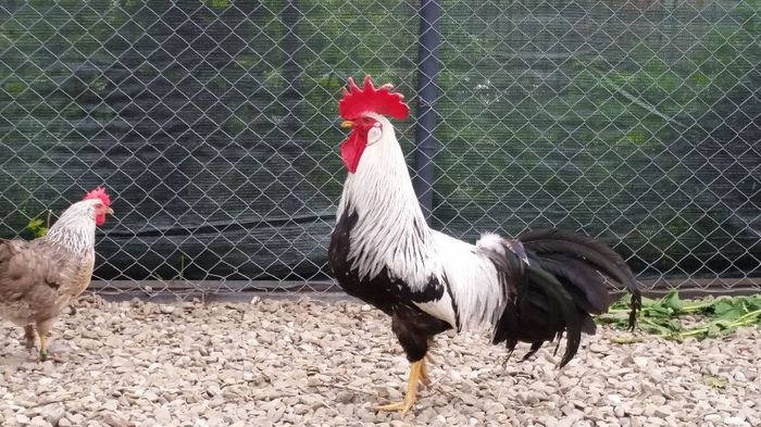 tmp_20140510_1839541470812792; The boss 1
