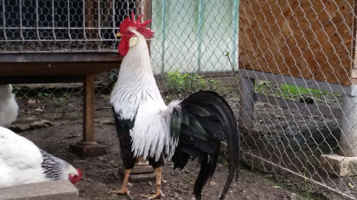 tmp_20140510_183927-1406872563; Nr.2 rezerva
