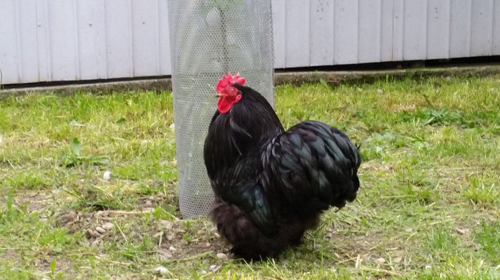 tmp_20140510_1848401017872865; doar cu el am r%u0103mas...
