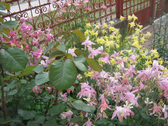 in gradina 002 - caldaruse