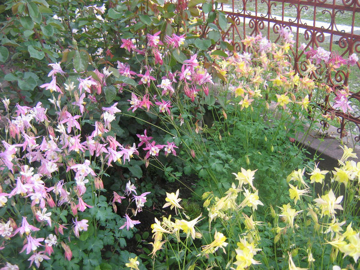 in gradina 004 - caldaruse