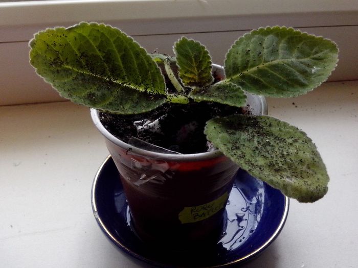 IMG_20140510_153125 - Gloxini 2012-2025