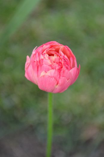 DSC_1262 - 1Gradinuta 2014