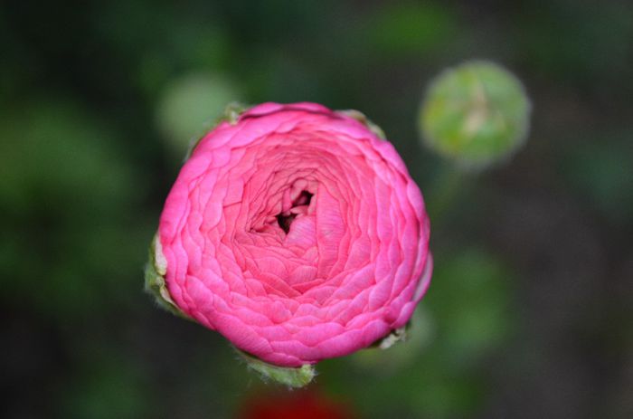 DSC_1265 - 1Gradinuta 2014