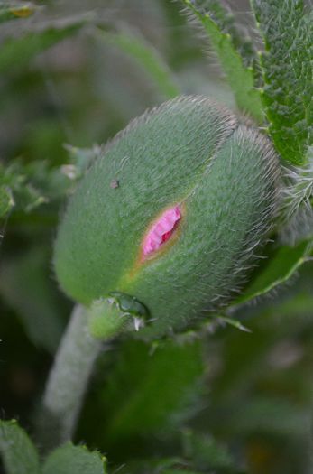 DSC_1266 - 1Gradinuta 2014