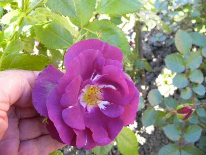 Rhapsody in blue