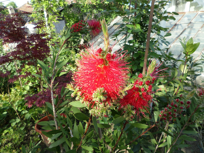 Calistemon