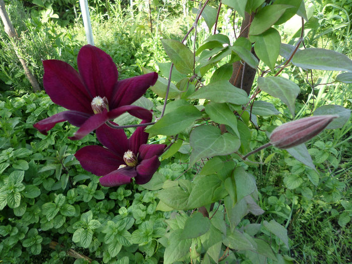 Clematis - Gradina cu flori 2014