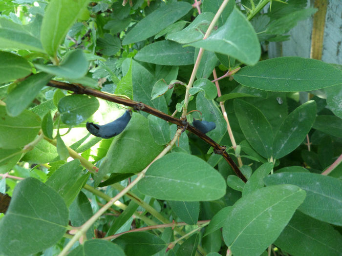 Lonicera K