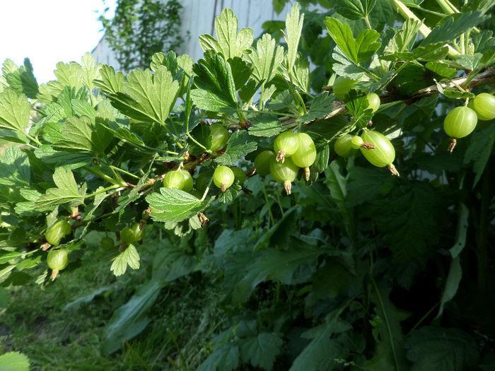 Agrise