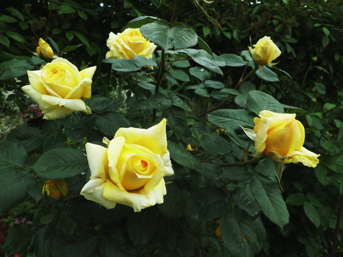Goleden Parfum