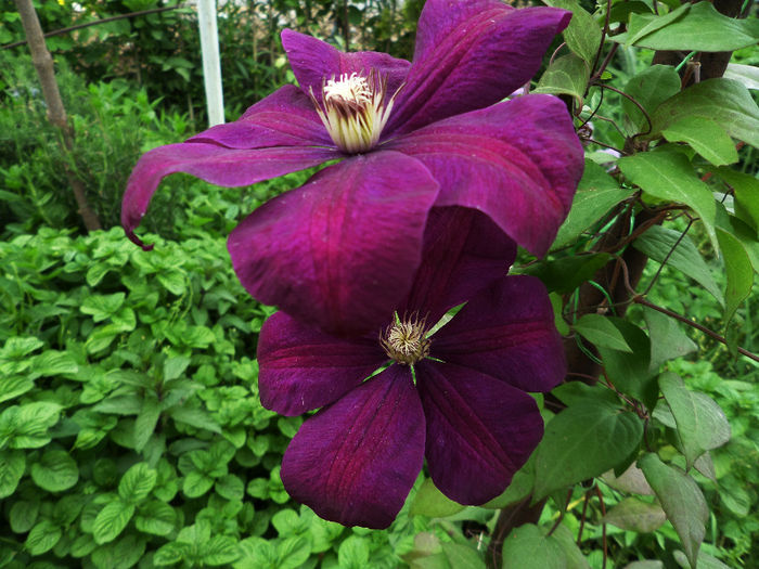 Clematis