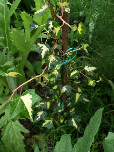 Edera variegata